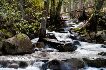 Rio Iruelas entre los pinos