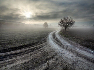 Camino con almendros y niebla