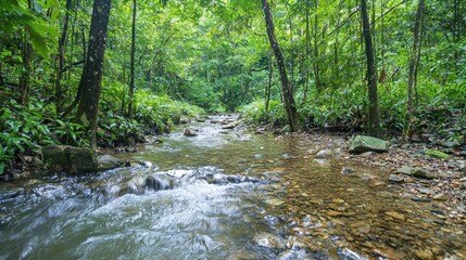 Obraz premium Lush green rainforest with clear stream flowing over rocks.