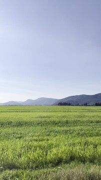 green field and blue sky