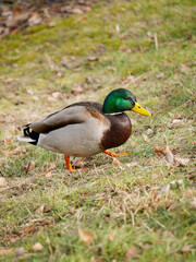 Mallard duck. Portrait of a colorful drake by a pond. Animal portrait.