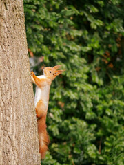 Sqirrel climbing up a tree. Animal portrait. Cute animals. Squirrel.