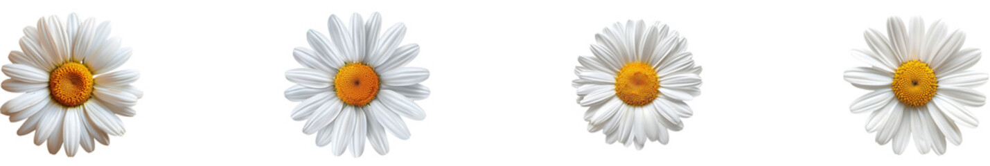 Fototapeta premium daisies on transparent background collection set