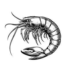 Engraved shrimp illustration showcasing intricate details ideal for tattoo and packaging design concepts