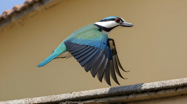 Una tortora dal collare orientale (Streptopelia decaocto) in volo con le ali spiegate, pronta ad atterrare sul tetto di un edificio.