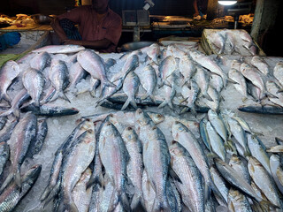 Tenualosa ilisha or hillsa fish is a very popular and sought-after tasty food fish in the Indian Subcontinent. It is Bangladesh's national