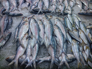 Tenualosa ilisha or hillsa fish is a very popular and sought-after tasty food fish in the Indian Subcontinent. It is Bangladesh's national