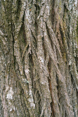 Background of fractal plant patterns on the bark of a chestnut tree