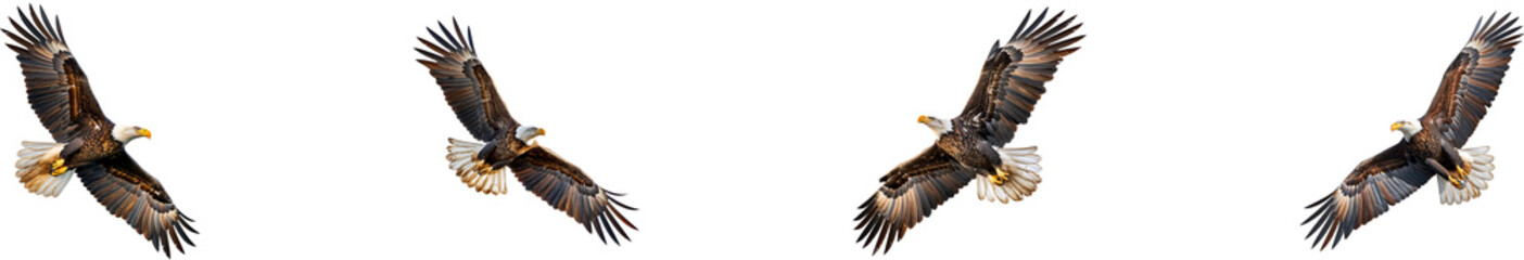Flying eagle on transparent background collection set