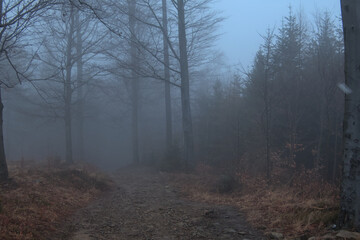 A misty forest scene with a gravel path leading into the distance. Tall, slender trees line the...