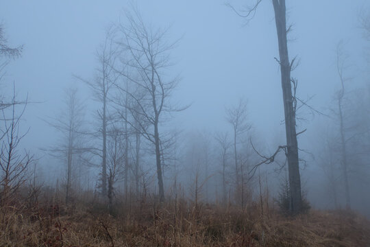 A very foggy and atmospheric shot of a sparse forest or clearing. Small trees and dry grass are visible through the dense fog. The heavy mist obscures almost everything, creating a sense of isolation 
