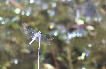 Dragonfly