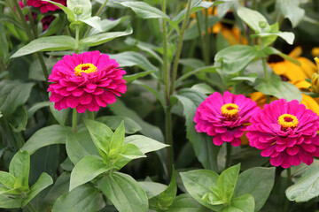 pink flowers in the garden