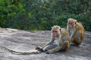 mother and baby monkey on pidurangala rock, sri lanka