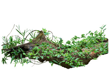 Jungle trees with vines climbing and twisted around on tree trunks, isolated on white background...