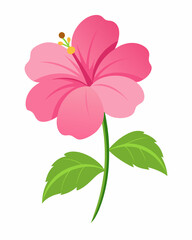 Vibrant pink hibiscus flower with lush green leaves against a white backdrop