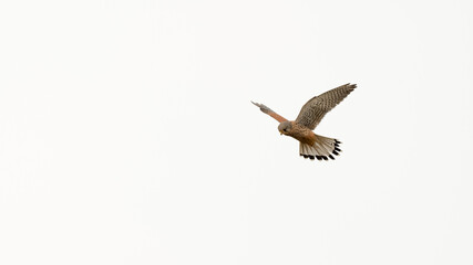 Male Kestrel Hovering in the Sky