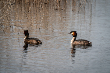 Pair of Great Crested Grebe's Floating on Water