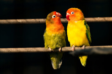 Pair of Lovebirds Standing Close Together