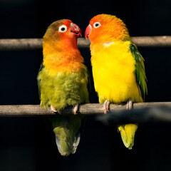 Pair of Lovebirds Standing Close Together