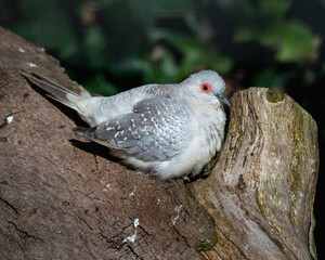 Diamond Dove Resting in a Tree Nook