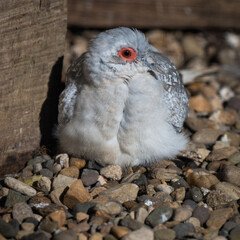 Diamond Dove Resting on a Pebbled Ground