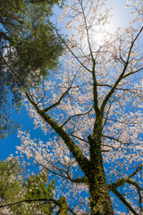 青空と桜（大分県竹田市久住高原）