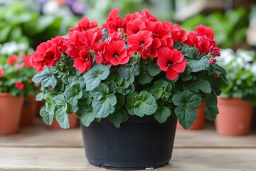 Red flowers in pot, garden center