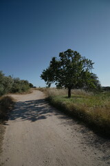 Dirt Road with Tree in Distance