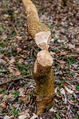 beaver-chewed tree trunks in the forest next to a stream.