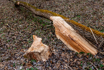 beaver-chewed tree trunks in the forest next to a stream.