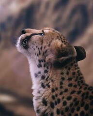 The cheetah has a slender body and long legs, which allow it to reach high speeds. 
