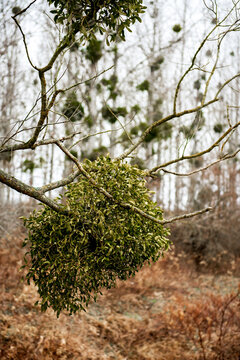 Plant, tree. Common mistletoe , viscum album, on tree branch