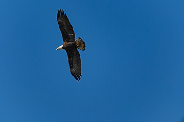 Soaring Bald Eagle
