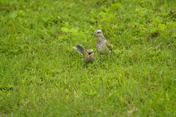 The chalk-browed mockingbird (Mimus saturninus) is a bird in the family mimidae. Baturitá Ceará, Brazil.