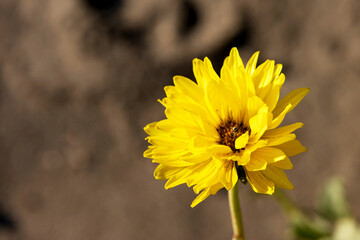 Beautiful yellow flower with an insect perched on one of its petals