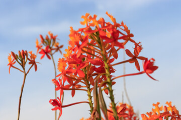 Orange fire-star orchid reaching up to a blue sky.