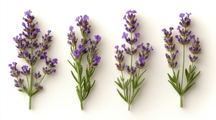 Obraz premium Lavender sprigs arranged on white background (1)
