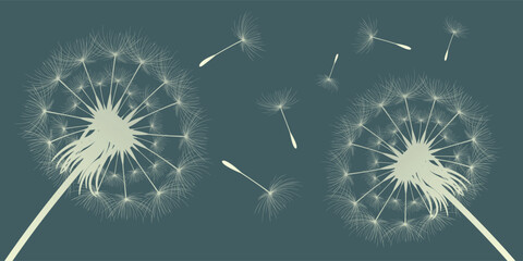 Obraz premium Vector illustration of dandelion time. Beautiful realistic Dandelion seeds blowing in the wind. The wind inflates a dandelion isolated in an editable evening background.