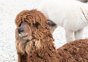 La llama es una especie de mamífero artiodáctilo doméstico de la familia Camelidae, nativa de...
