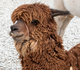 La llama es una especie de mamífero artiodáctilo doméstico de la familia Camelidae, nativa de...
