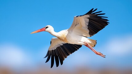 Fototapeta premium Majestic white stork soaring gracefully against a bright blue sky