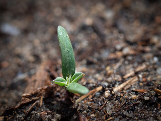 Rocky Mountain Bee Plant Sprout in a Garden