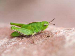 Green Grasshopper Nymph Baby Standing on a pink rock