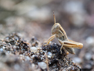 Brown Baby Grasshopper Nymph standing on dirt and rocks