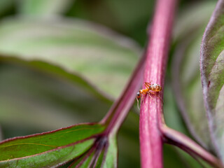 Ant Insect Standing on a Pink Branch with Leaves