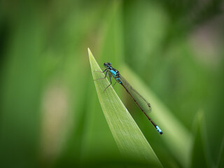Common Blue Damselfly (Dragonfly) Standing on an Iris Leaf Macro Photograph