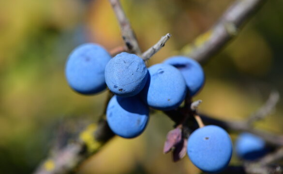 Prunus spinosa 1210