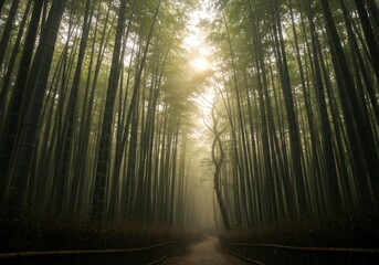 Naklejka premium Misty bamboo forest with soft sunlight filtering through the tall stalks
