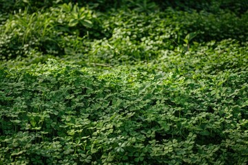 The Rich Natural Beauty of Shamrocks in a Lush Clover Field, with Close-Up Details of Heart-Shaped Leaves Against a Vibrant Green Backdrop